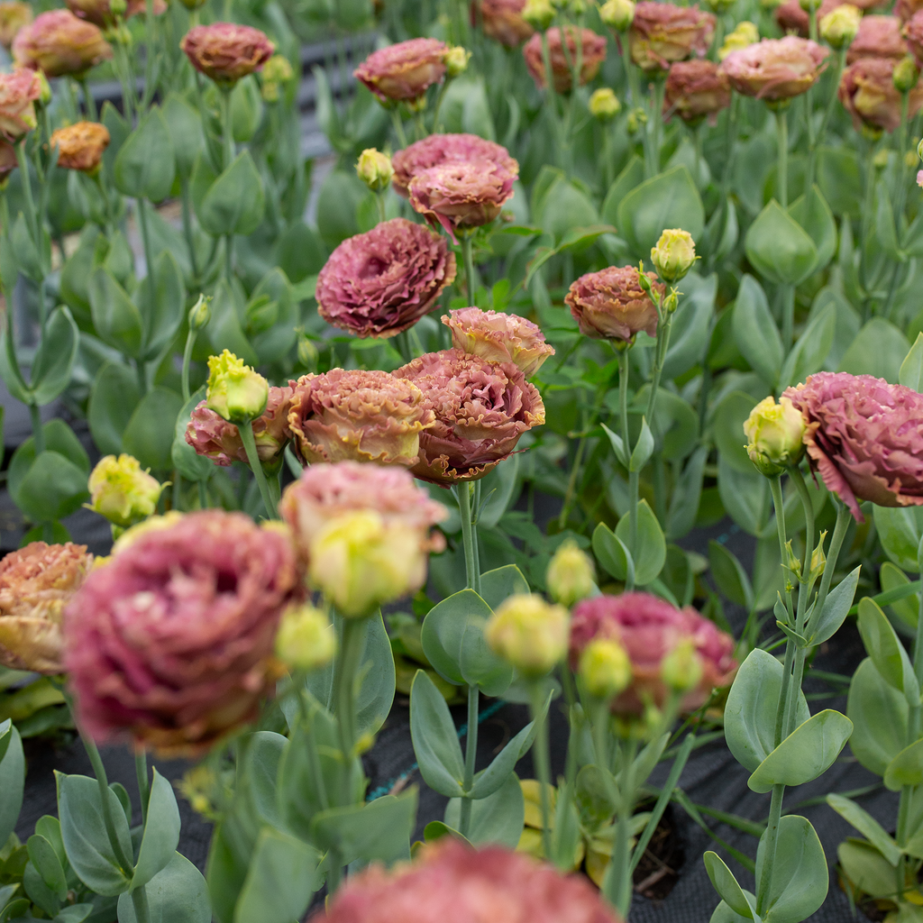 Lisianthus 'Rosanne Terracotta'