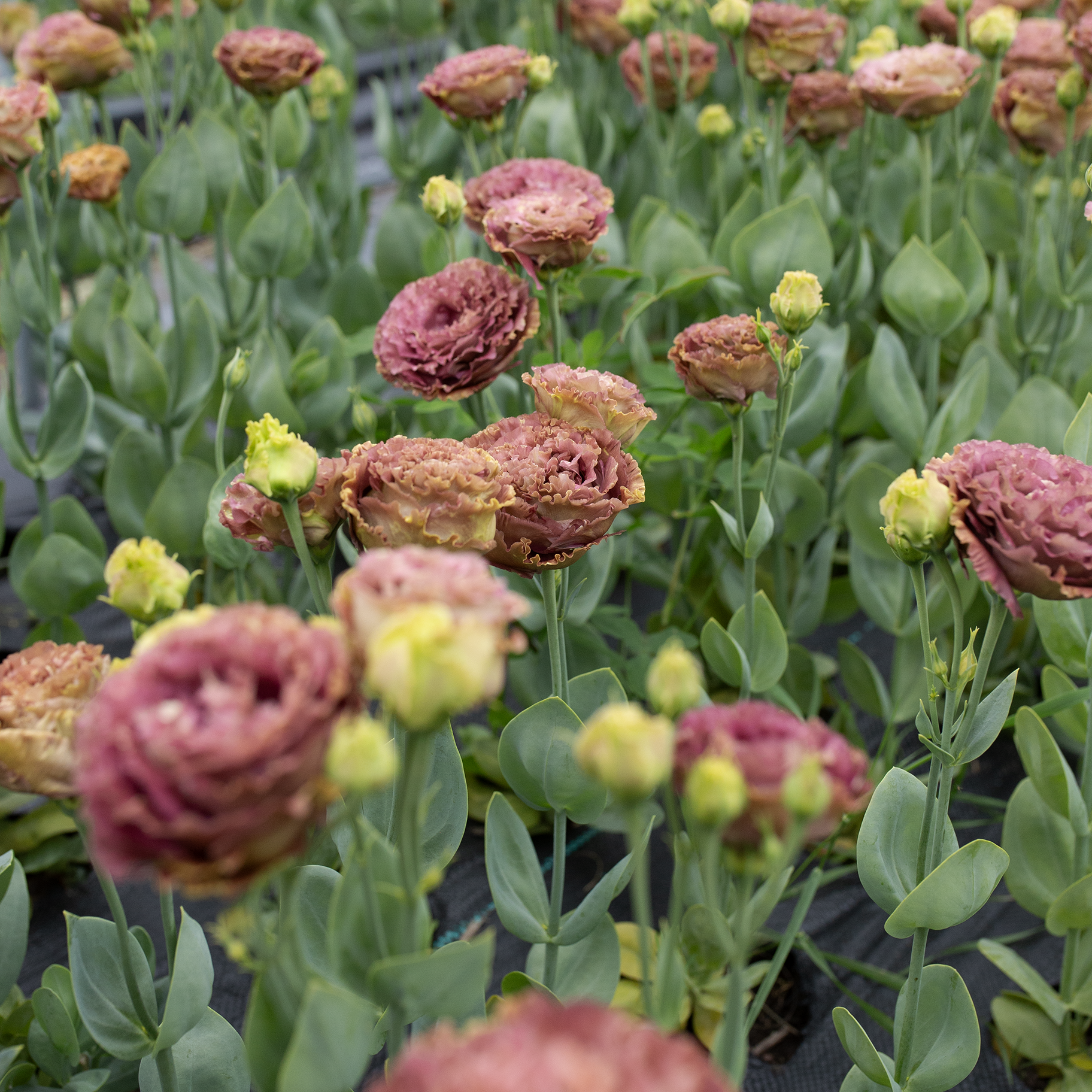 Lisianthus 'Rosanne Terracotta'