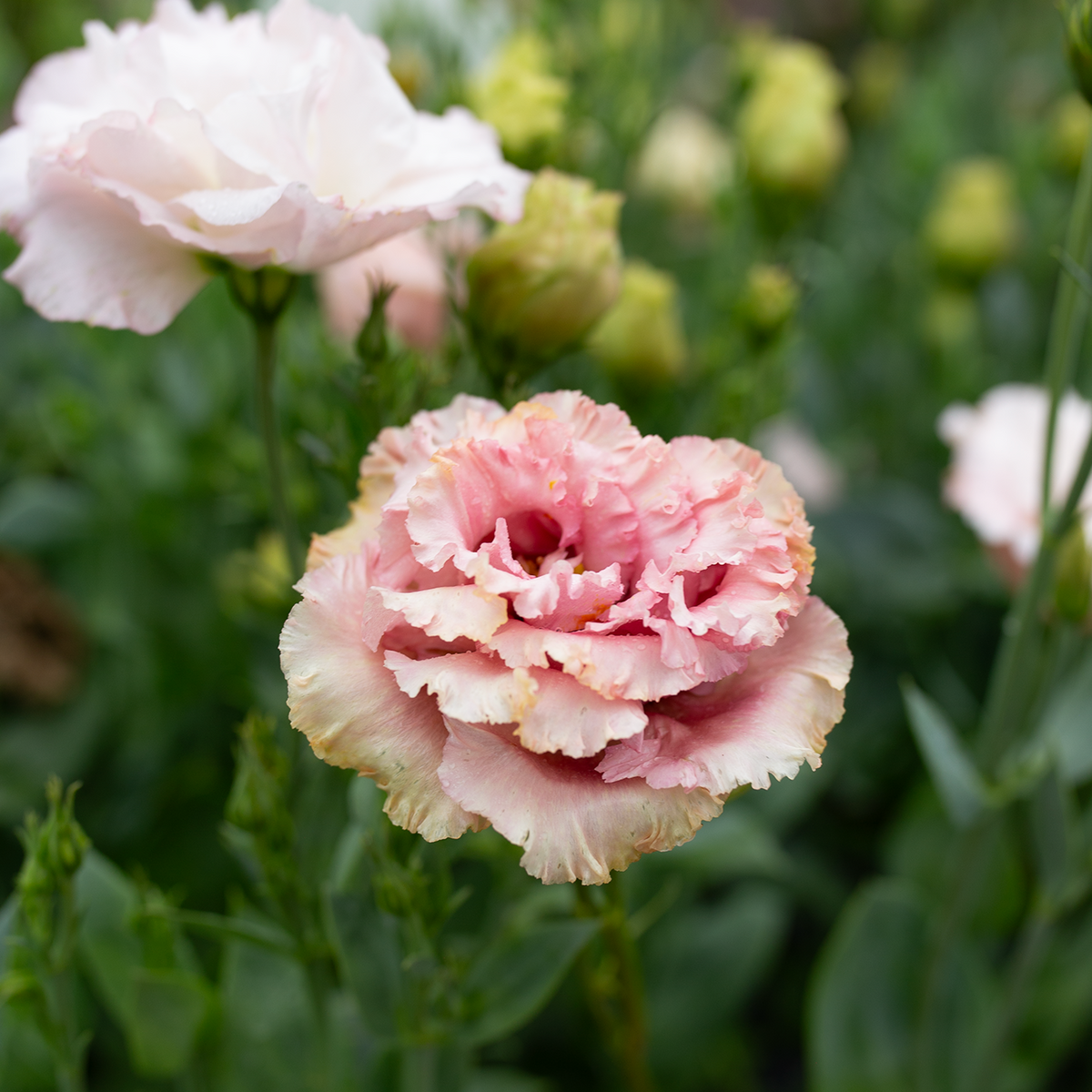 Lisianthus 'Salmon Pink'
