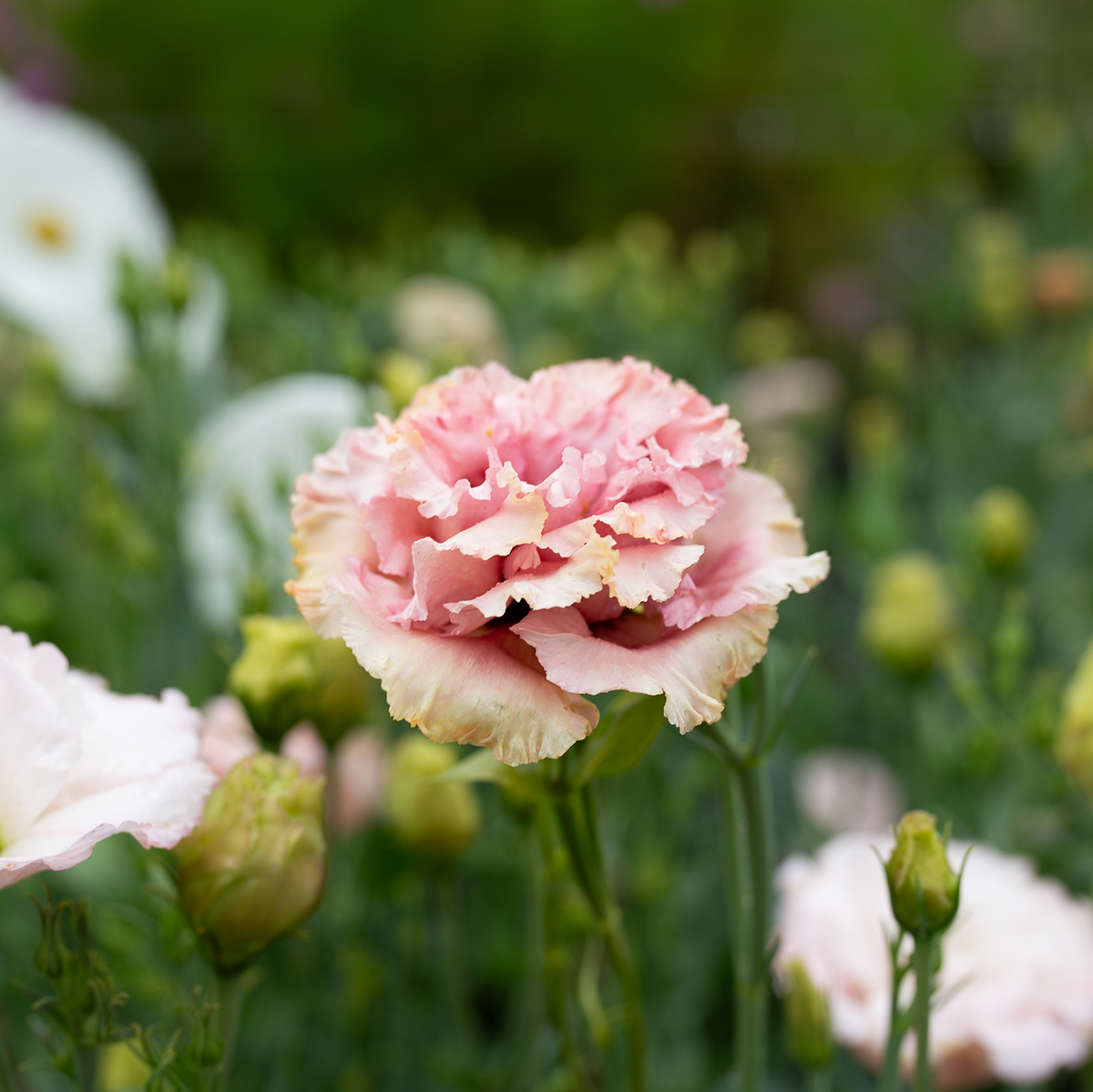 Lisianthus 'Salmon Pink'