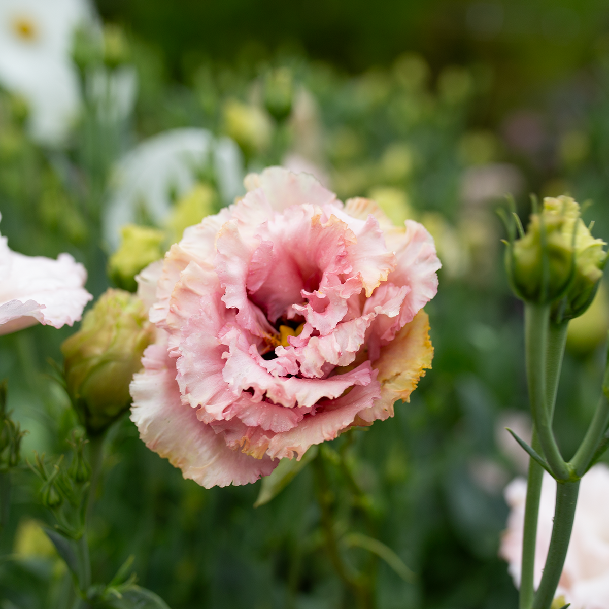 Lisianthus 'Salmon Pink'