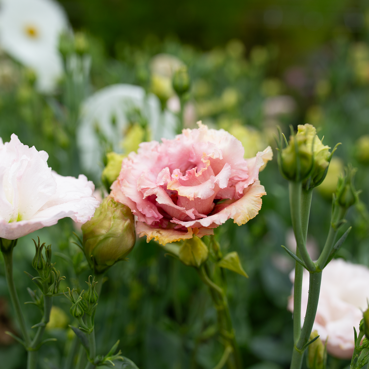 Lisianthus 'Salmon Pink'