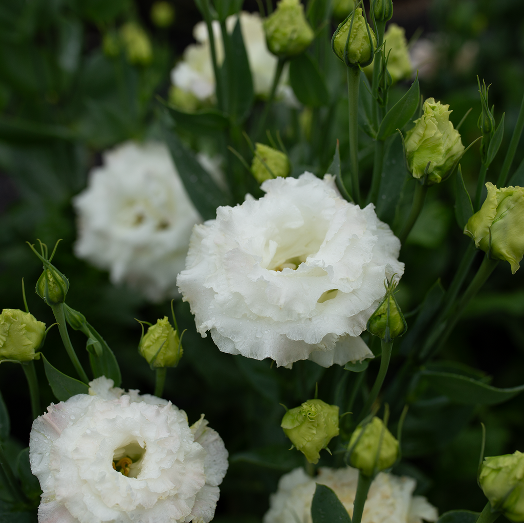 Lisianthus 'Vanilla'