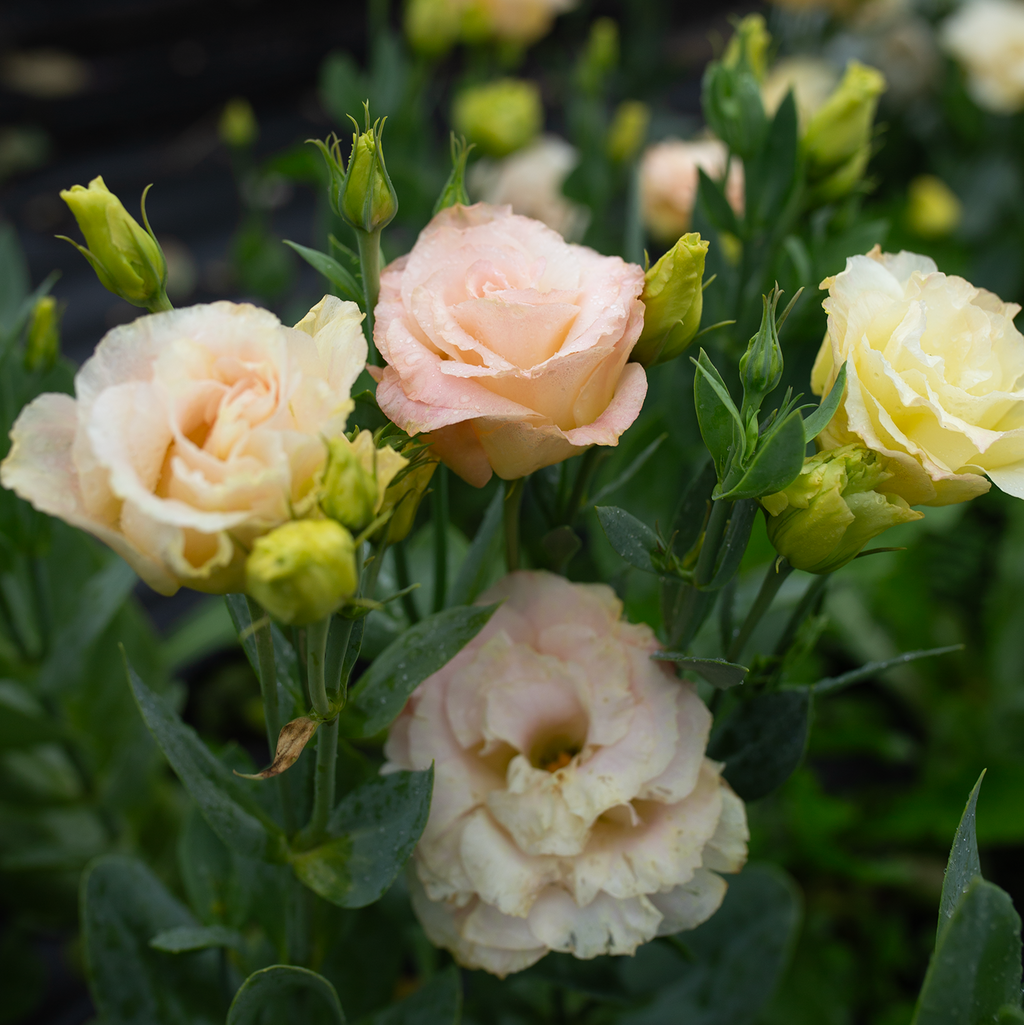 Lisianthus 'Voyage Champagne'