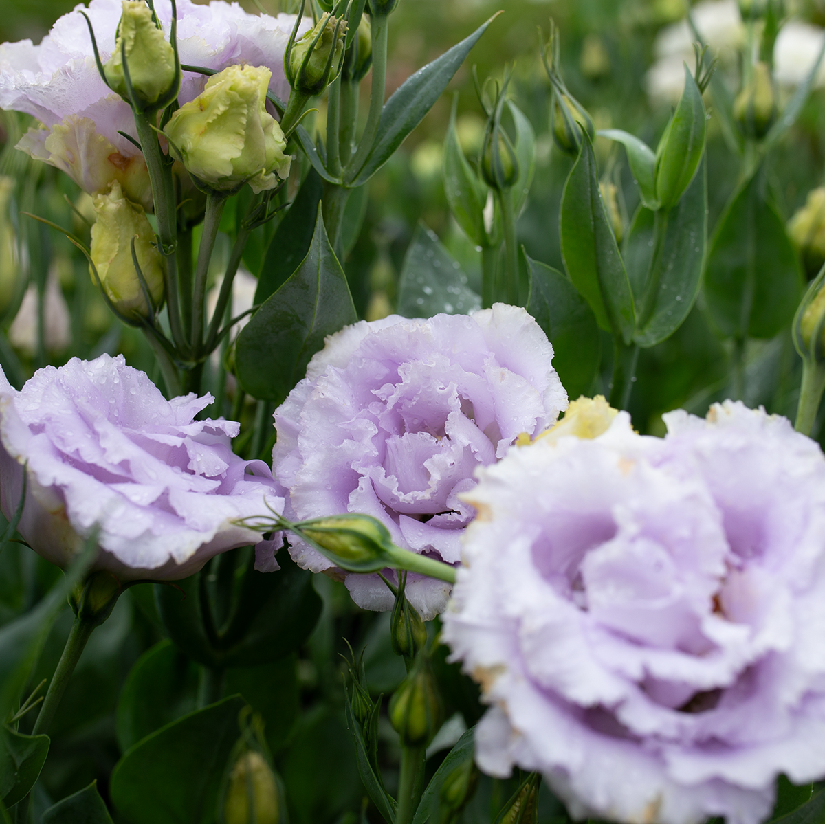 Lisianthus 'Voyage Lavender'