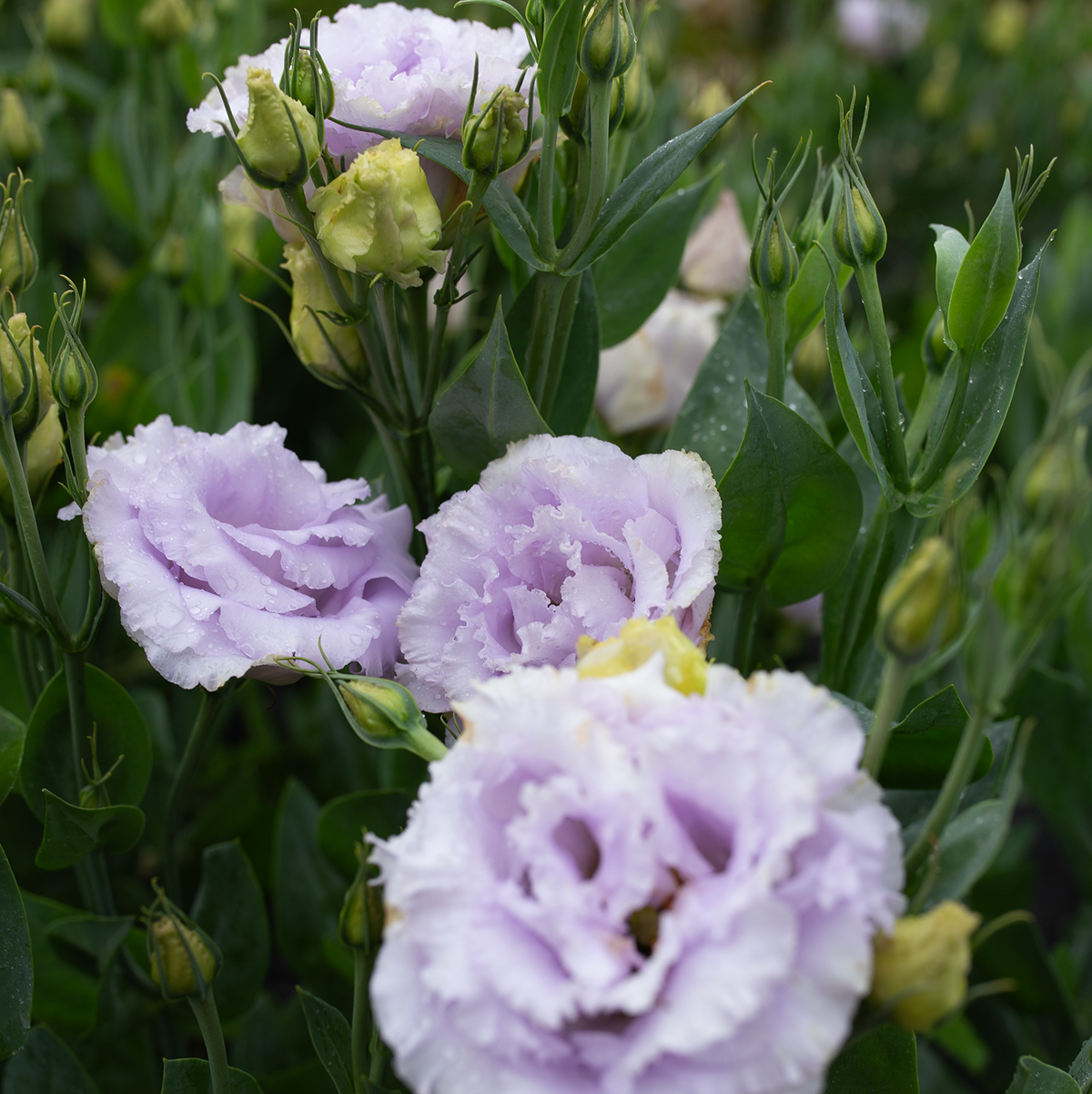 Lisianthus 'Voyage Lavender'