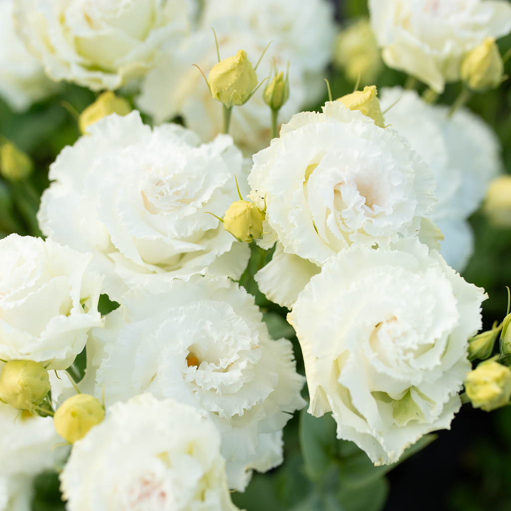Lisianthus 'Voyage First Love'