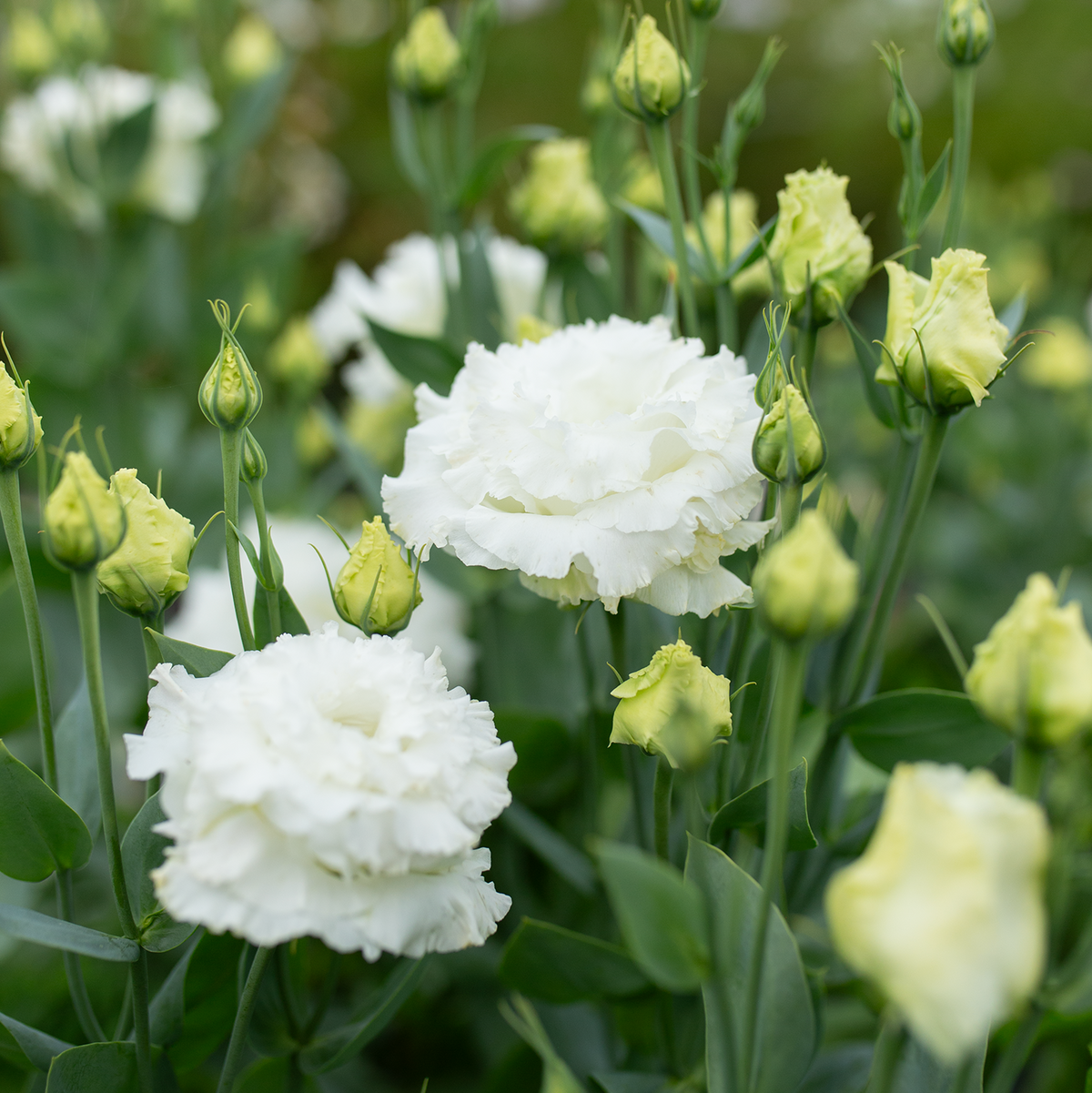 Lisianthus 'Wedding Kiss'