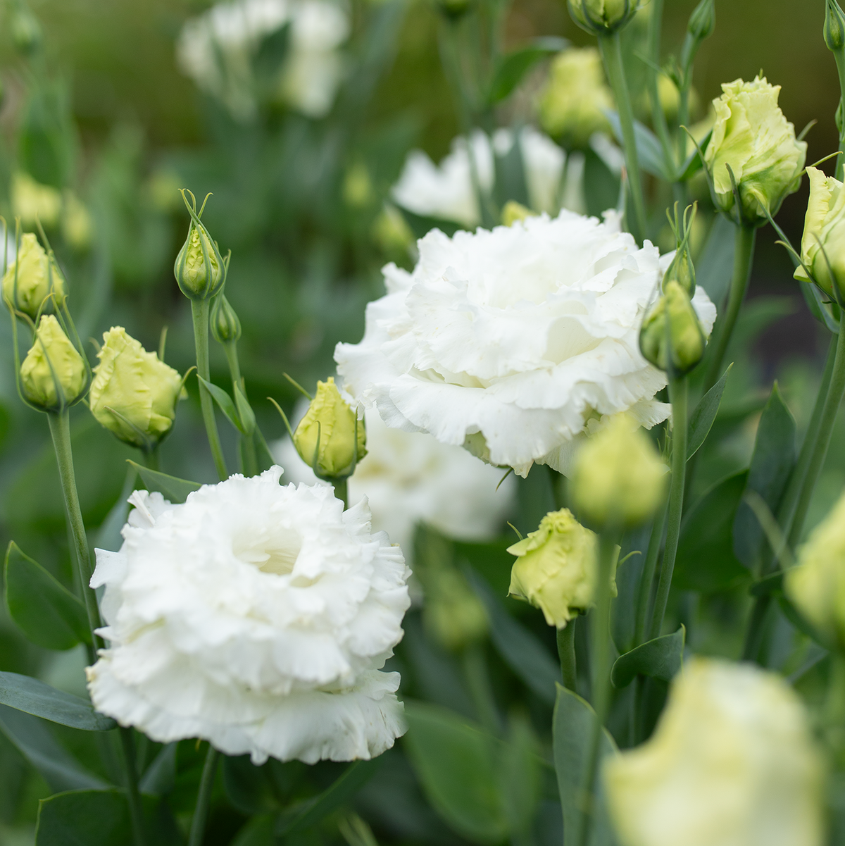 Lisianthus 'Wedding Kiss'