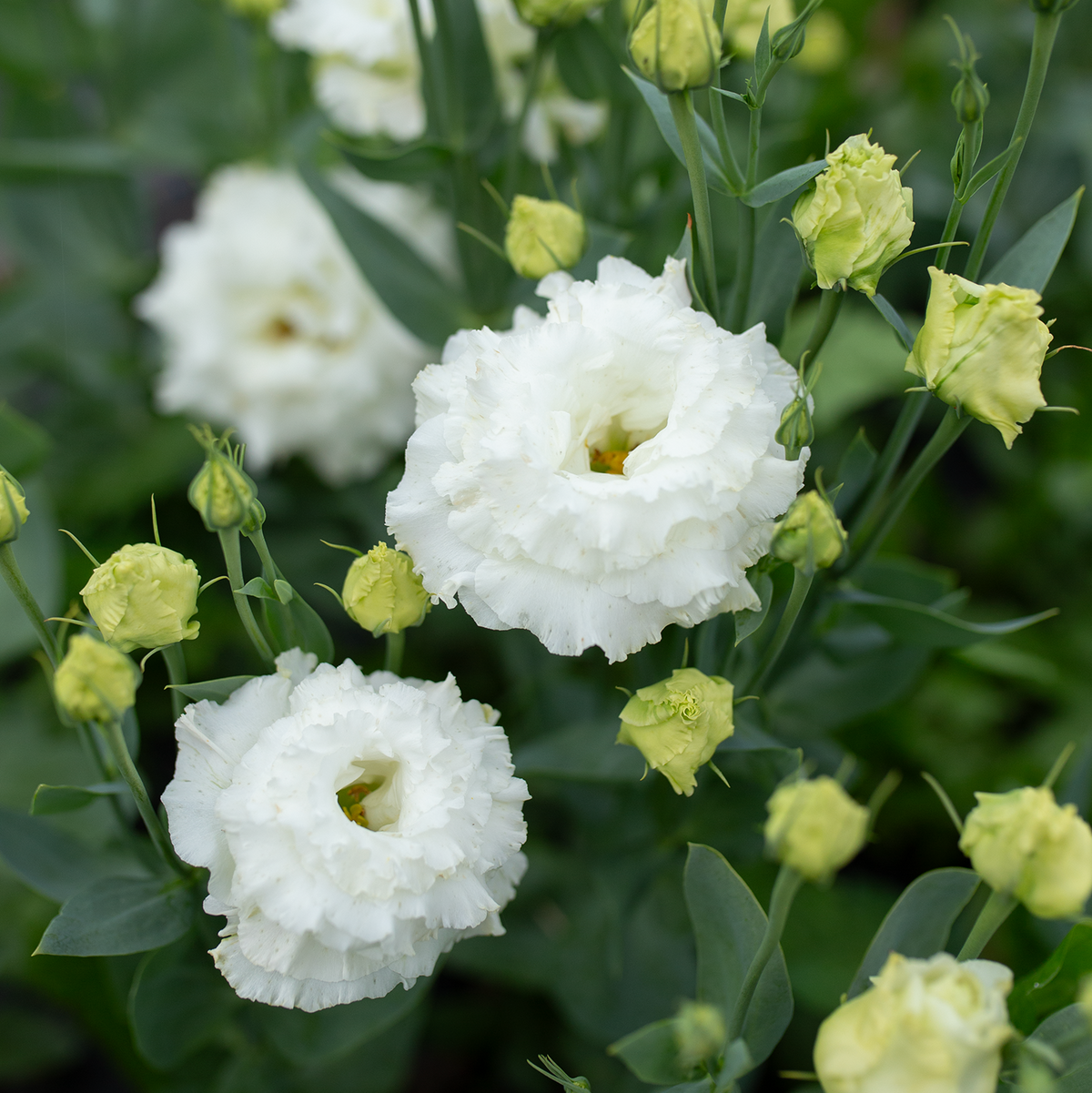 Lisianthus 'Wedding Kiss'