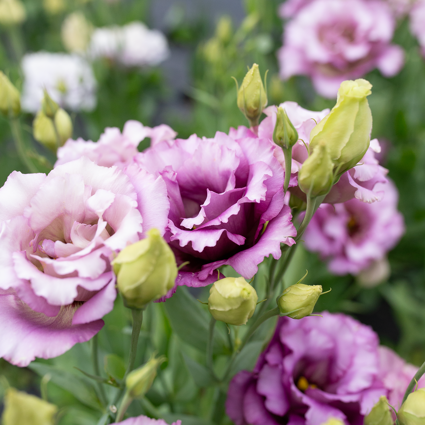 Lisianthus 'Wine'