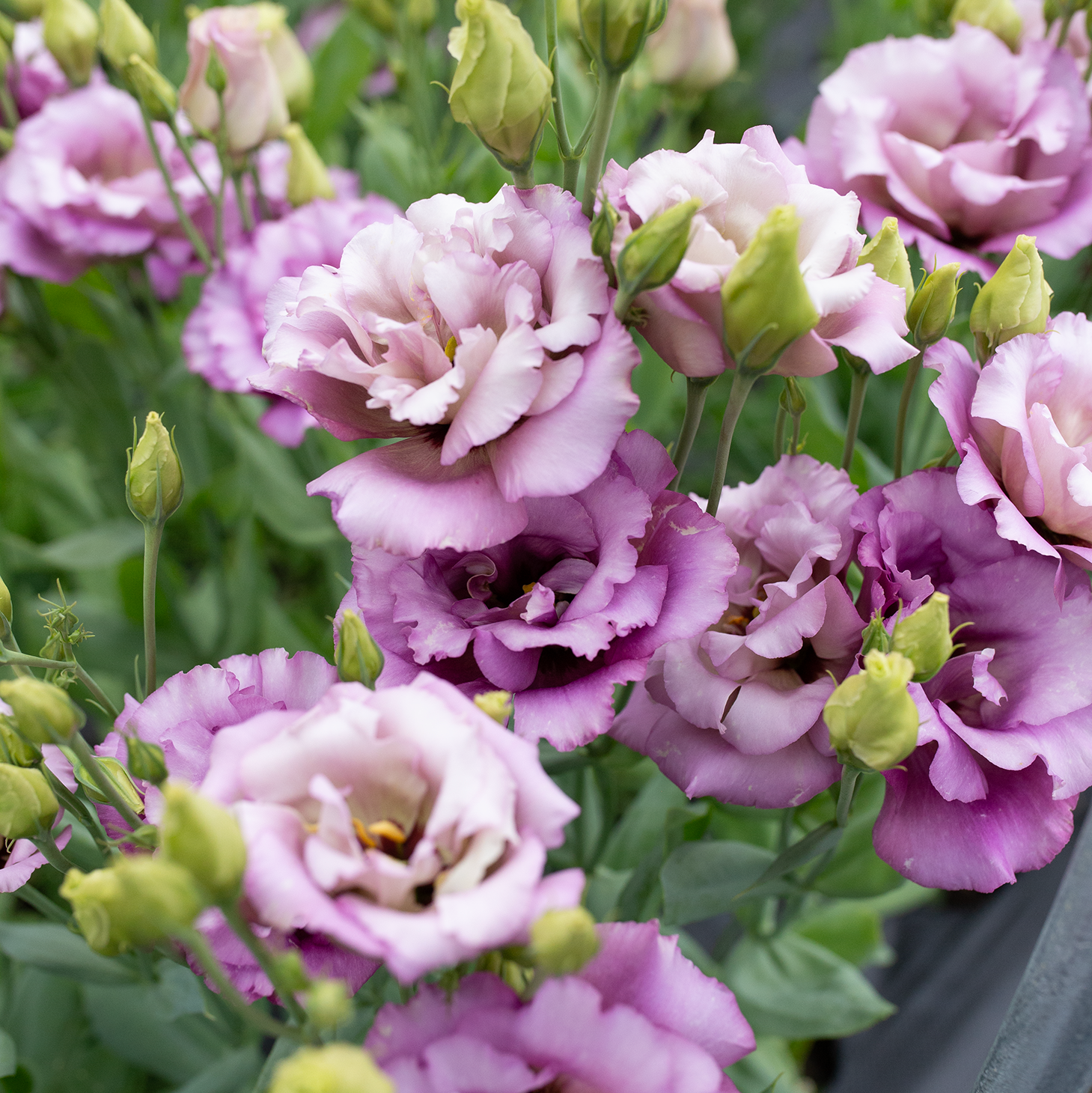 Lisianthus 'Wine'