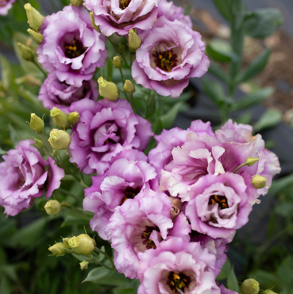 Lisianthus 'Wine'