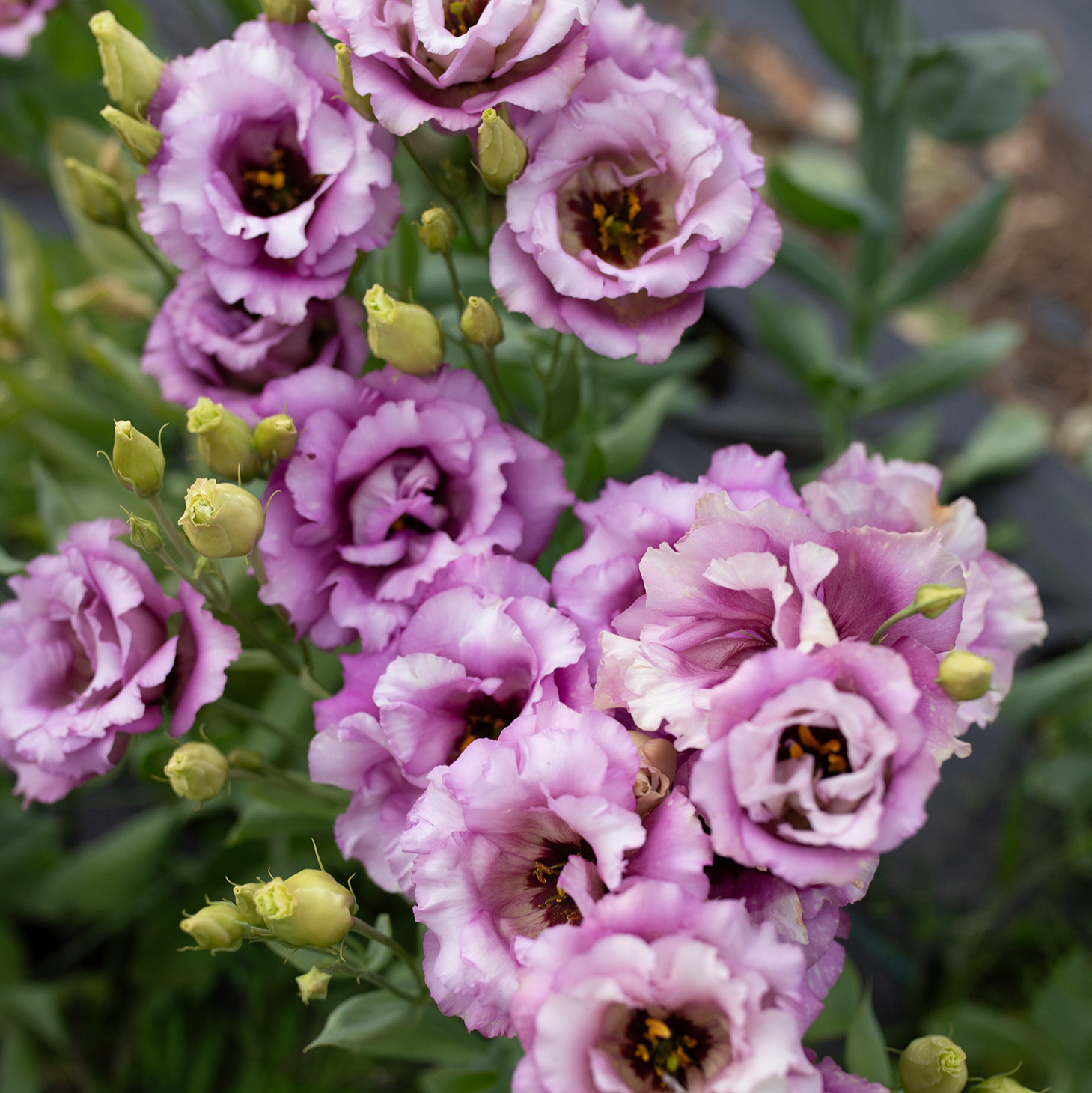 Lisianthus 'Wine'