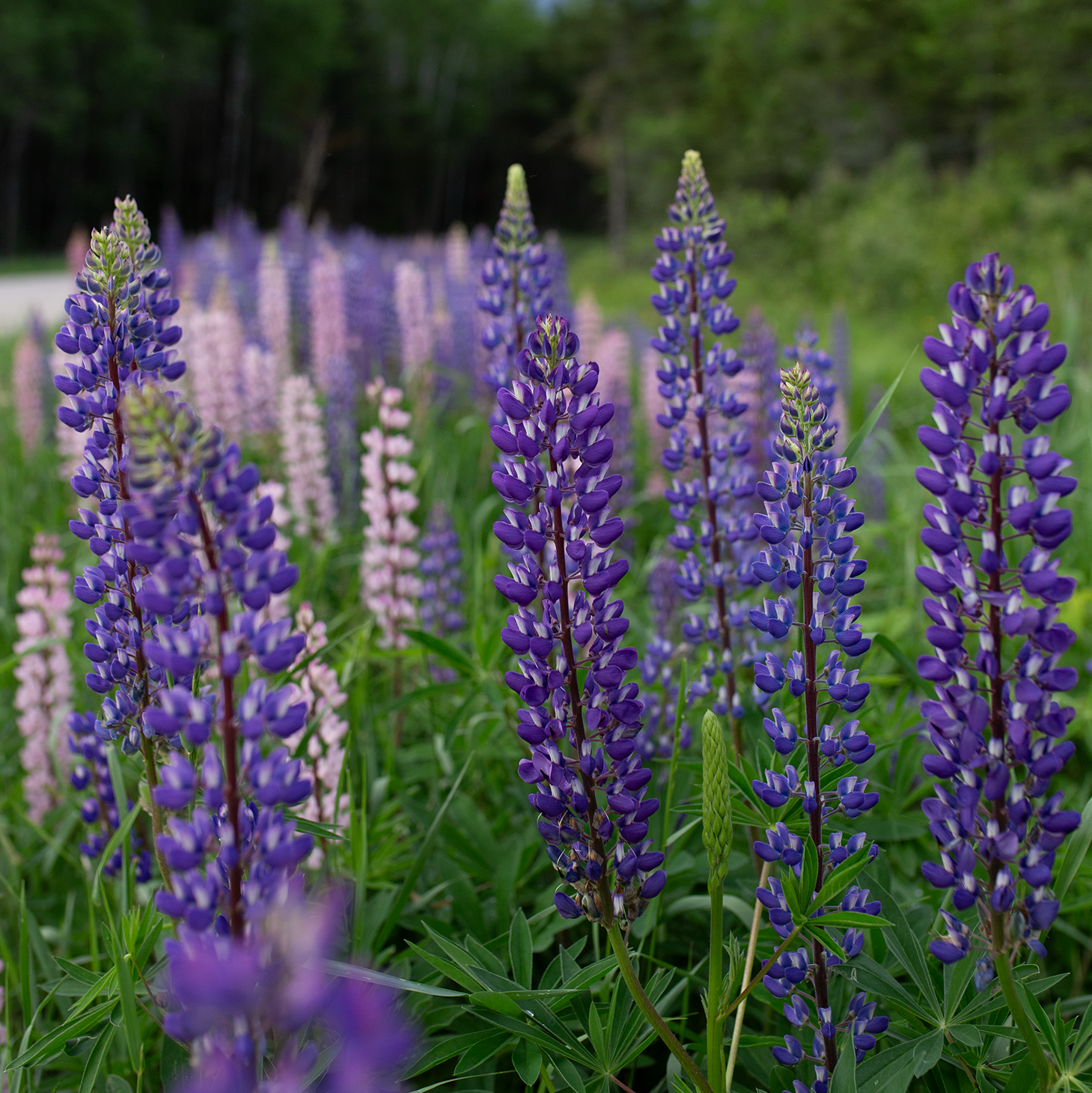 Lupine 'Wild Meadow'
