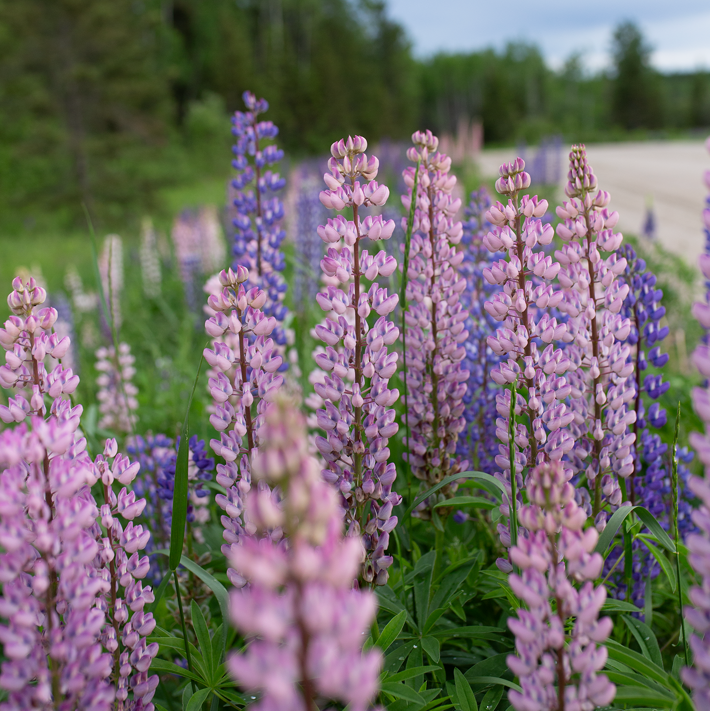 Lupine 'Wild Meadow'
