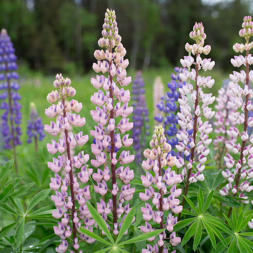 Lupine 'Wild Meadow'