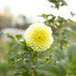 Dahlia 'MM Buttercream'