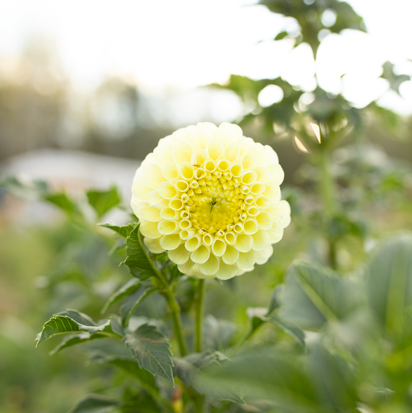 Dahlia 'MM Buttercream'