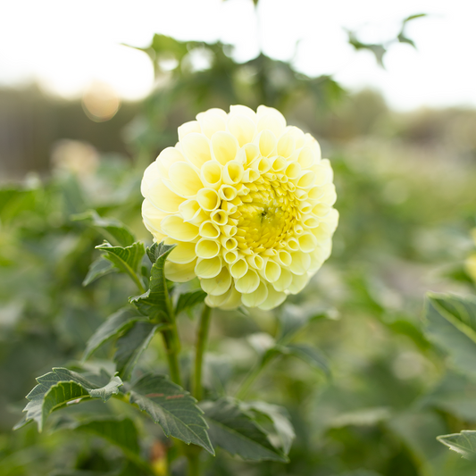 Dahlia 'MM Buttercream'