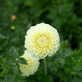 Dahlia 'MM Buttercream'