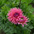 Dahlia 'Madeleine'