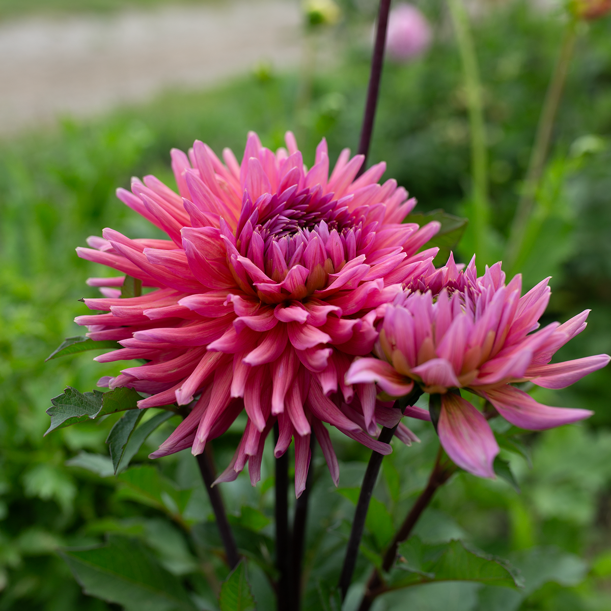 Dahlia 'Madeleine'