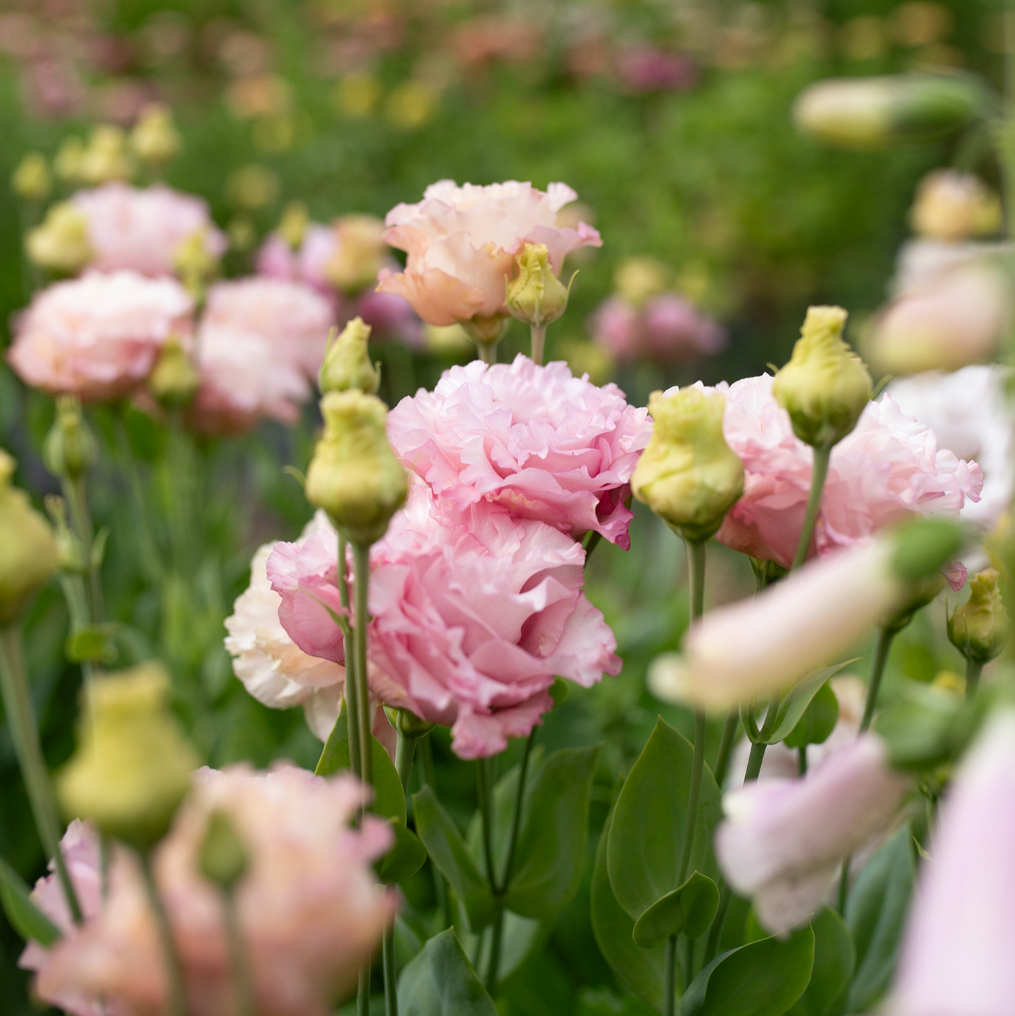 Lisianthus 'Madonna'
