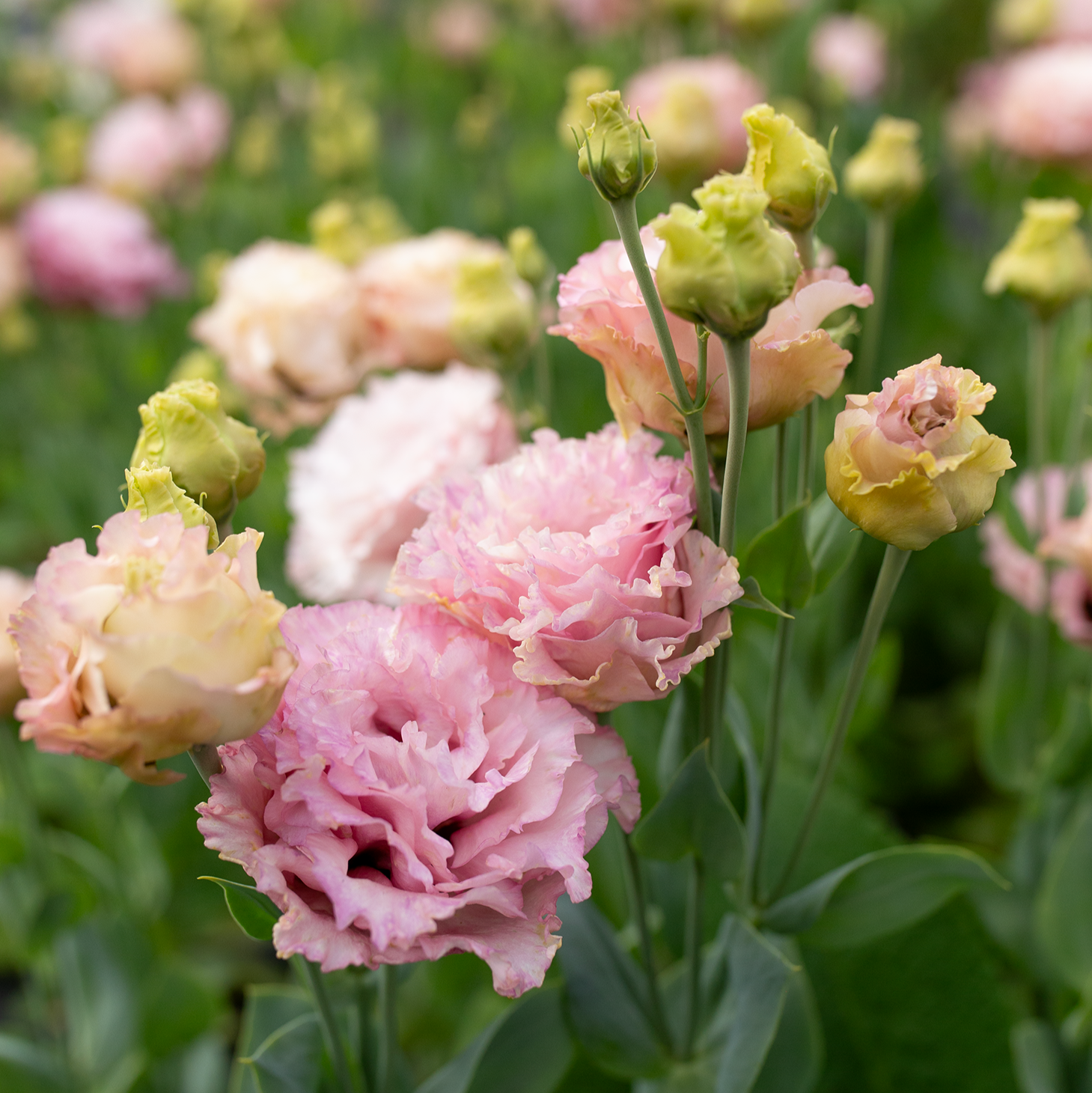 Lisianthus 'Madonna'