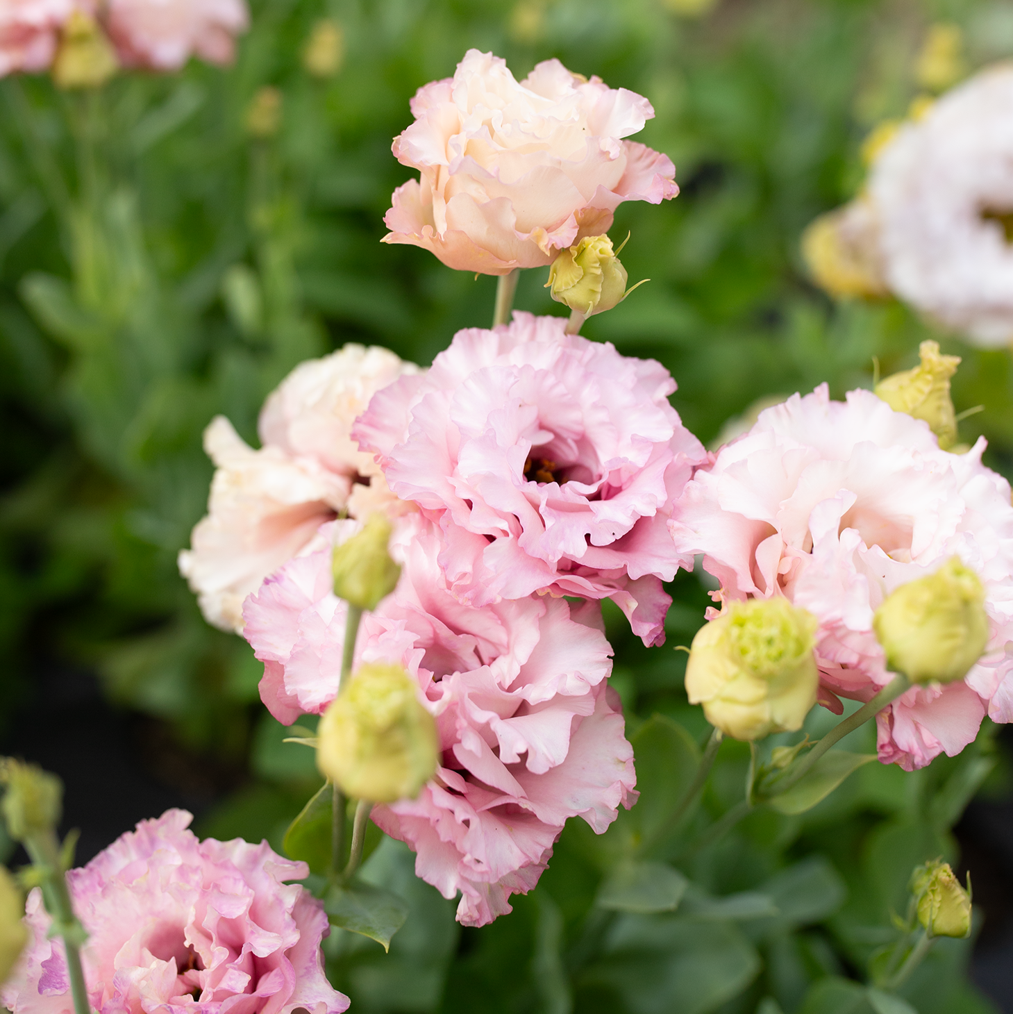 Lisianthus 'Madonna'