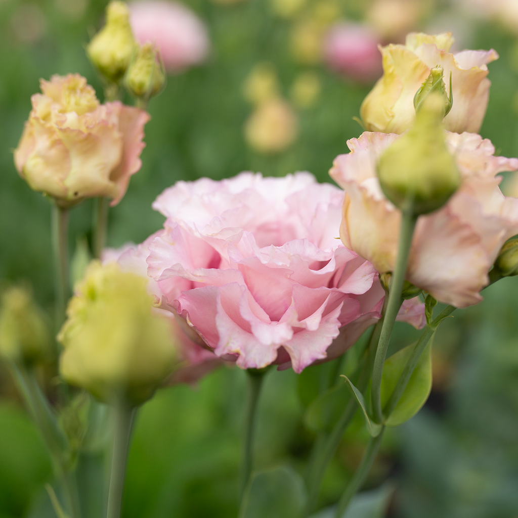 Lisianthus 'Madonna'