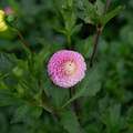 Dahlia 'Maaike'