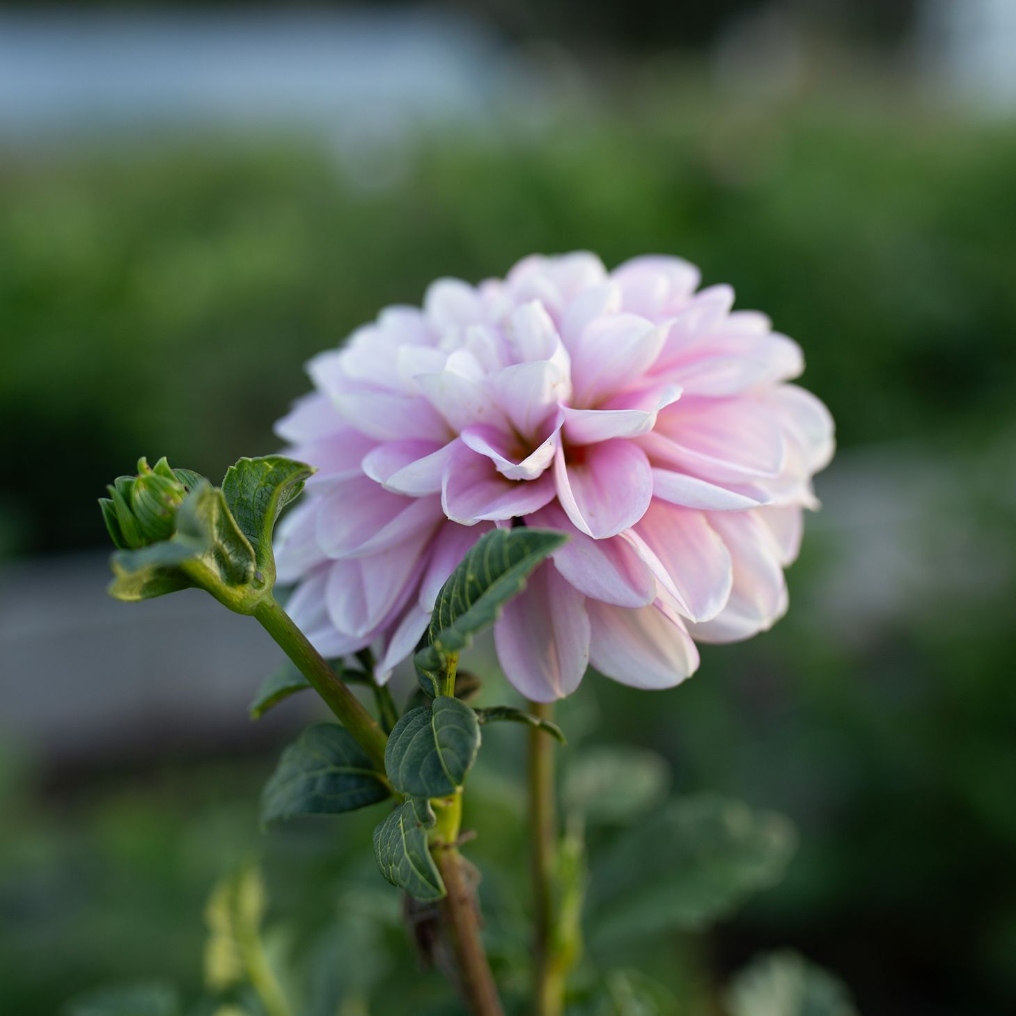 Dahlia 'Marionberry Milkshake'