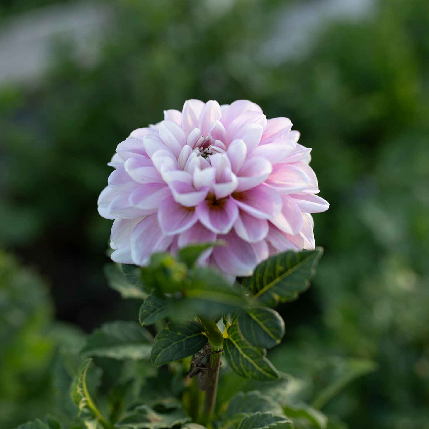 Dahlia 'Marionberry Milkshake'