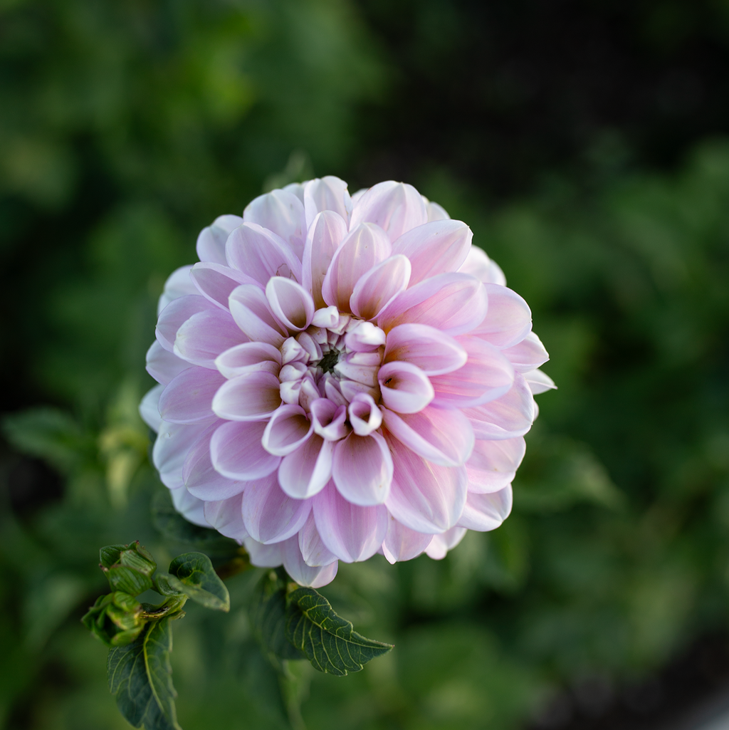 Dahlia 'Marionberry Milkshake'