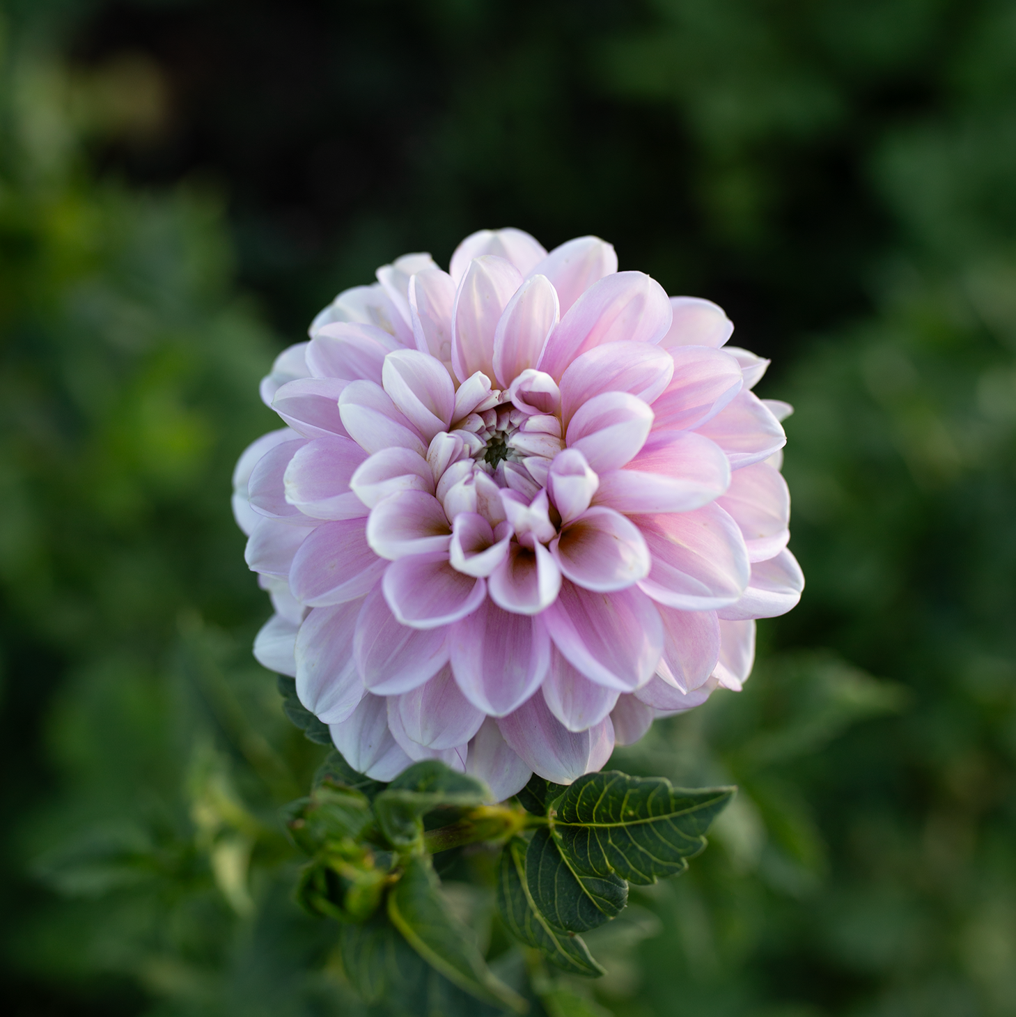 Dahlia 'Marionberry Milkshake'