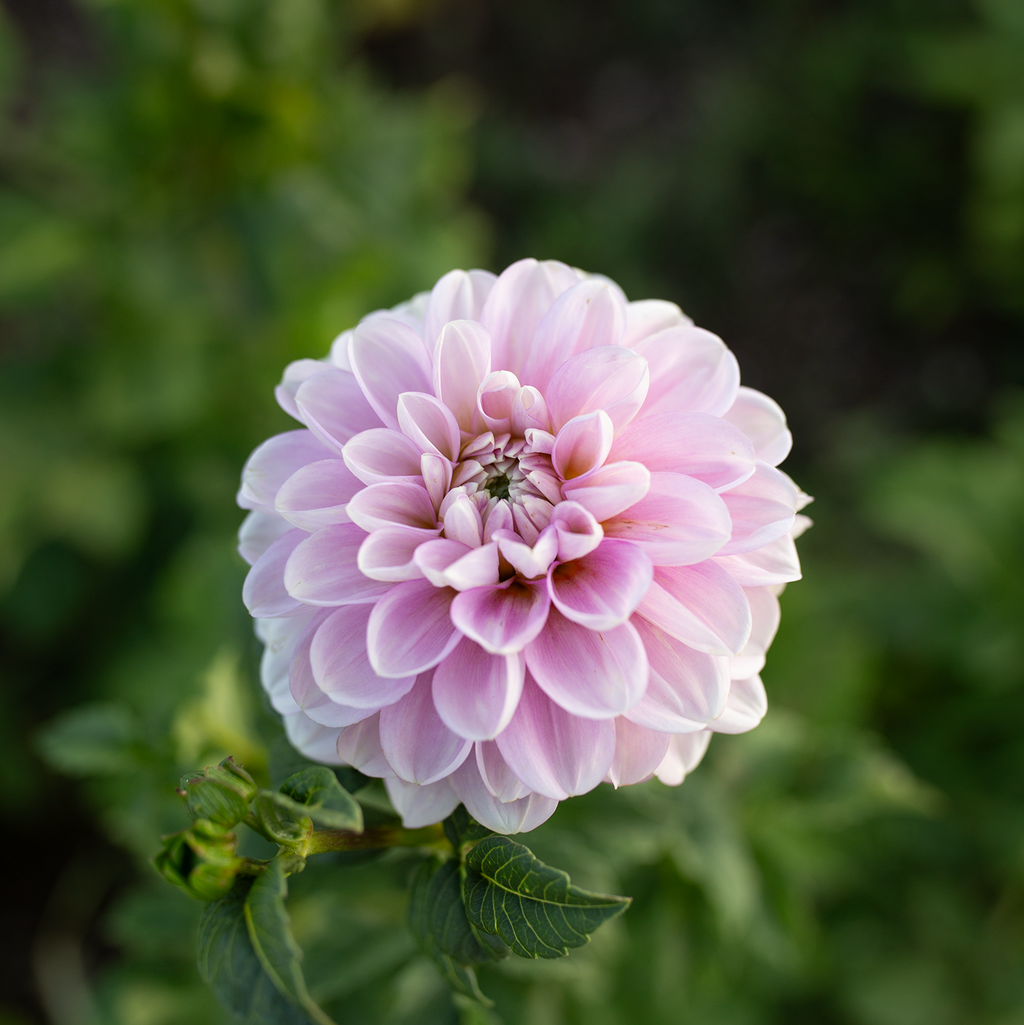 Dahlia 'Marionberry Milkshake'