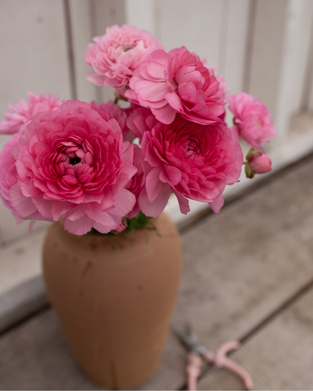 Ranunculus 'Marshmallow'