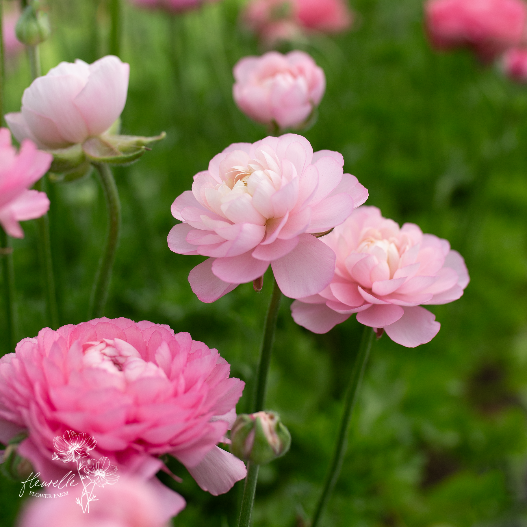 Ranunculus 'Marshmallow'