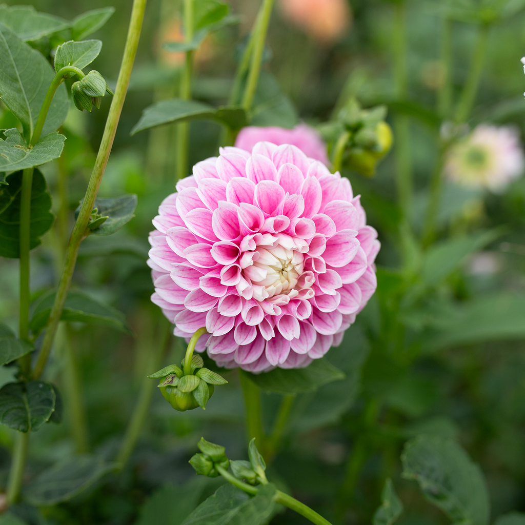 Dahlia 'Marshmallow Baby'