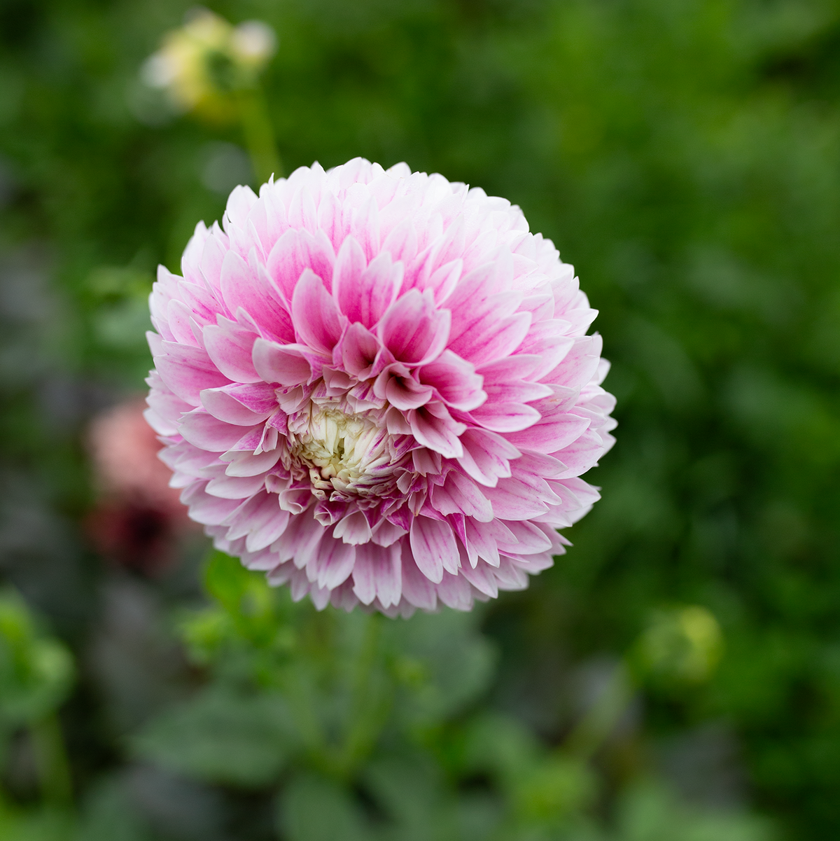 Dahlia 'Marshmallow Baby'