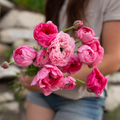 Ranunculus 'Marshmallow'