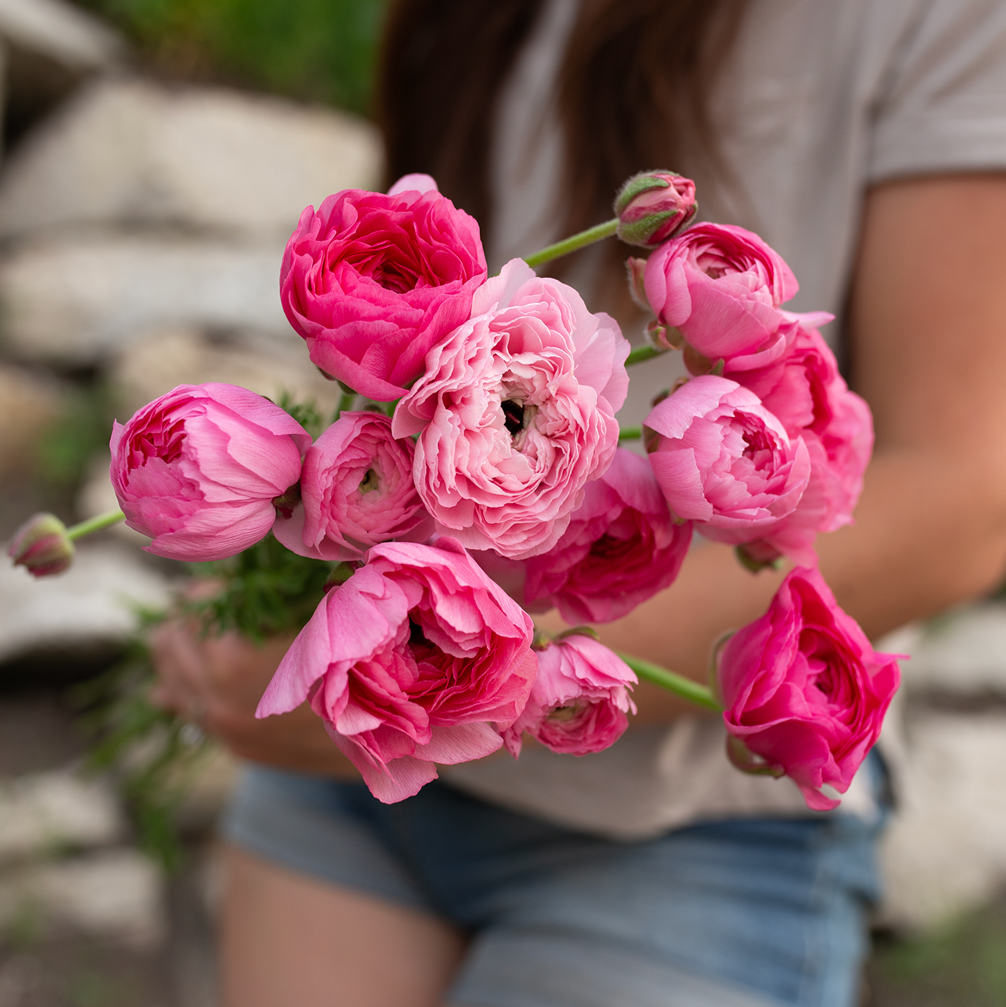 Ranunculus 'Marshmallow'