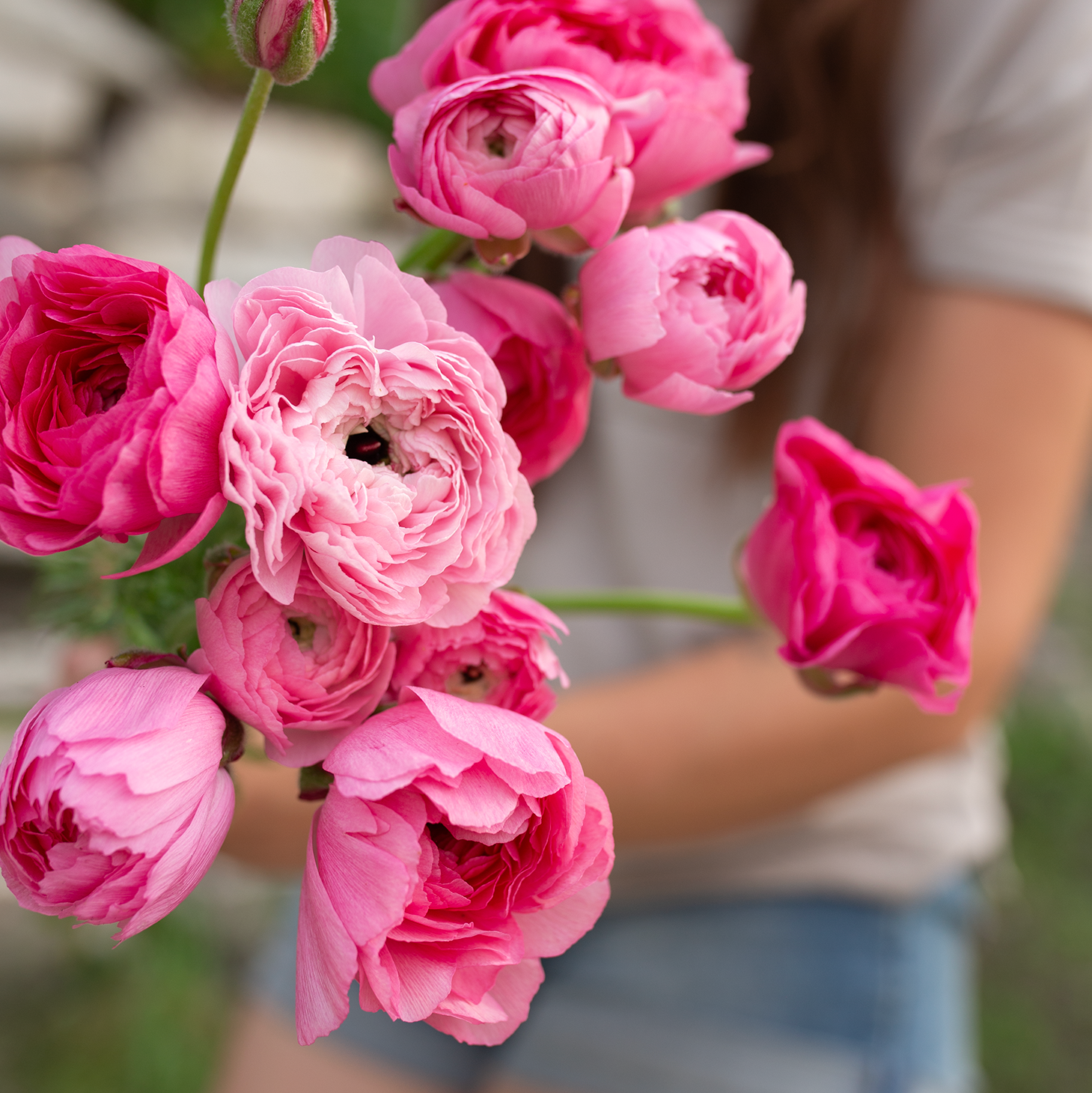 Ranunculus 'Marshmallow'