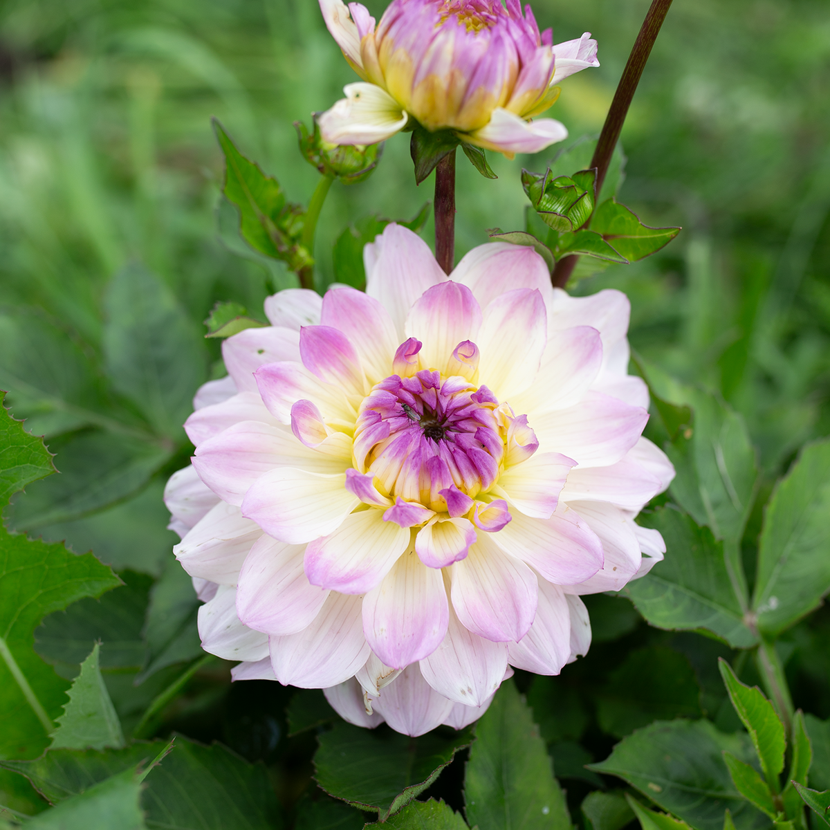 Dahlia 'Masterclass'