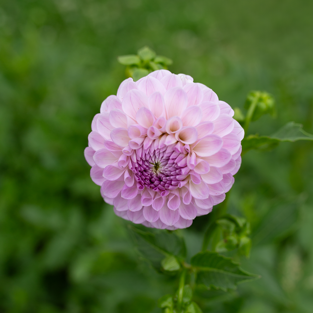 Dahlia 'Megan Dean'