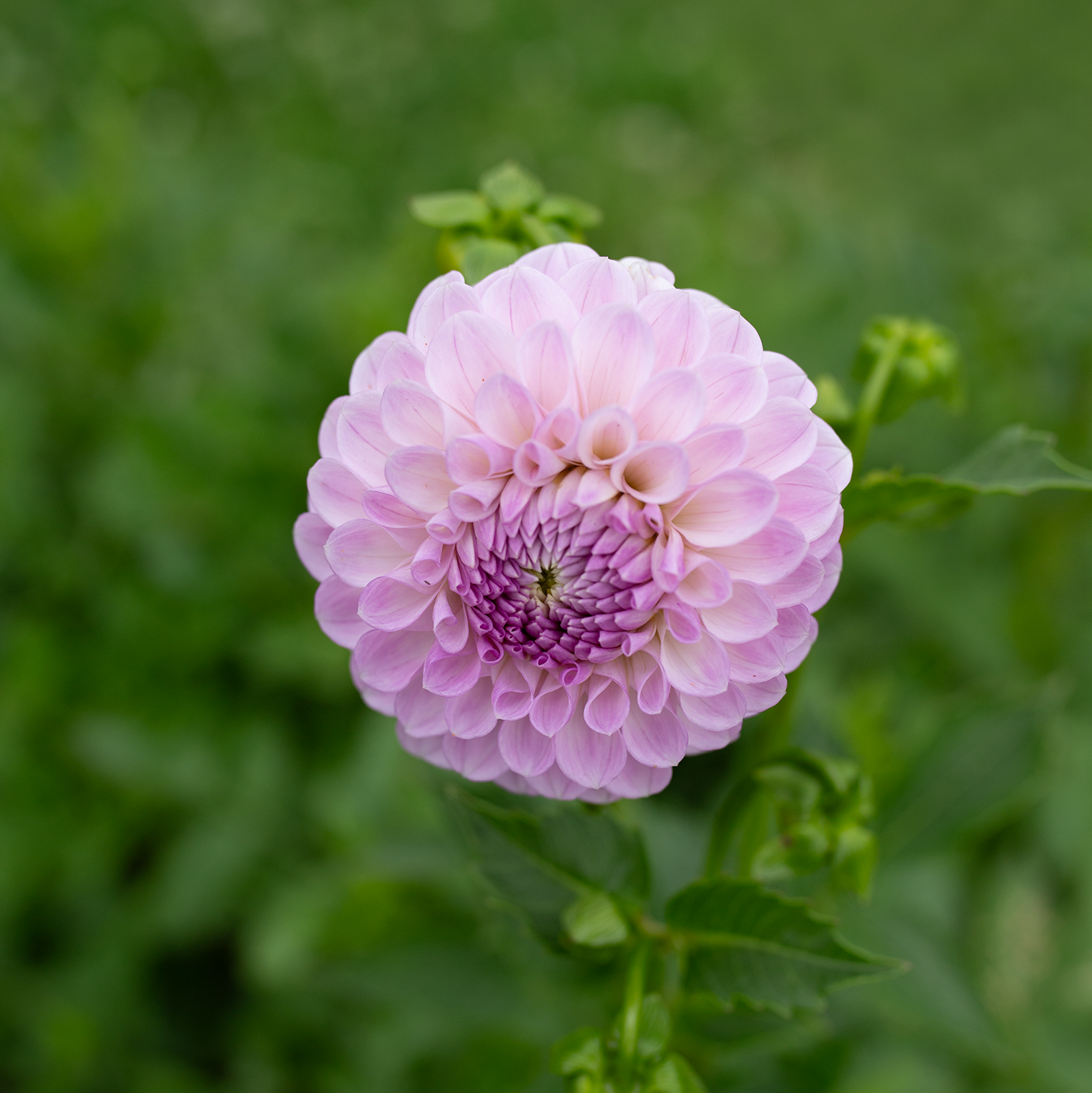 Dahlia 'Megan Dean'