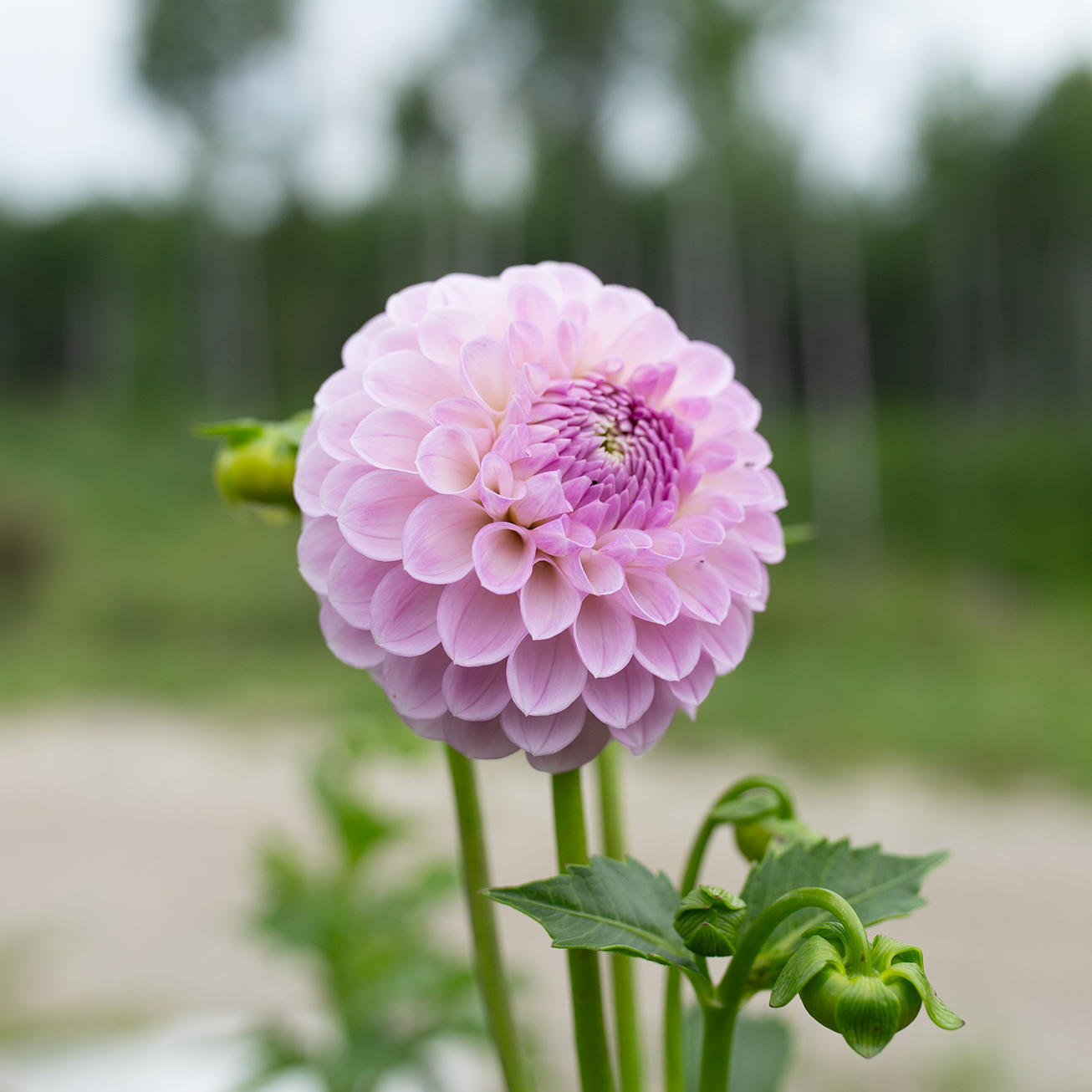 Dahlia 'Megan Dean'
