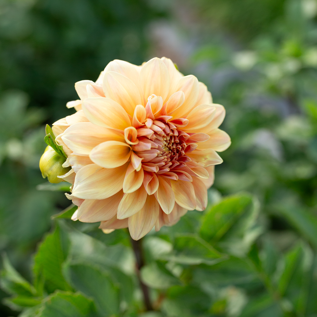 Dahlia 'Miss Amara'