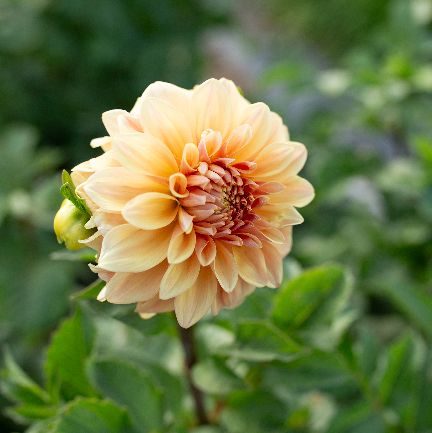 Dahlia 'Miss Amara'